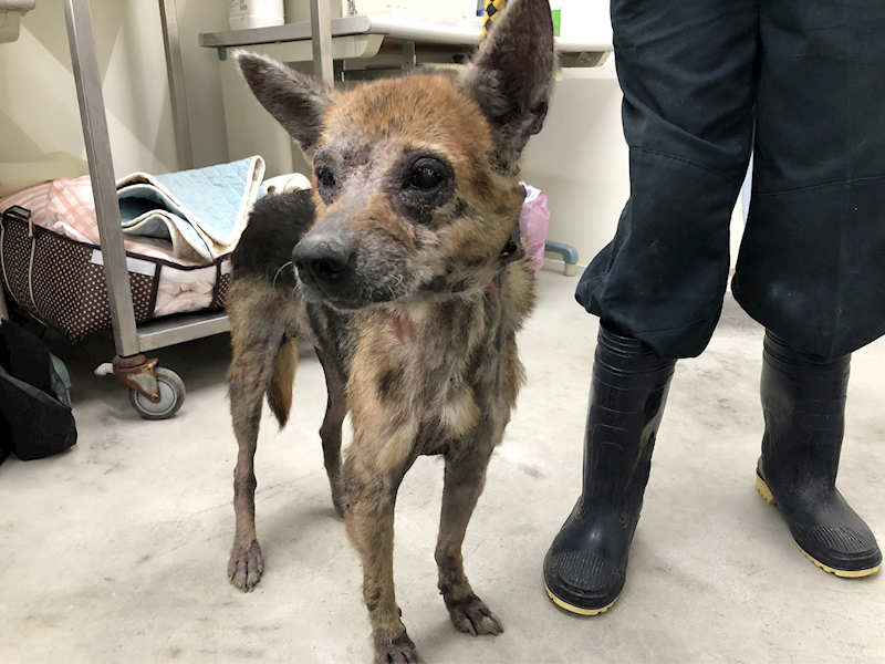 臺北市動物之家,編號:287991, 混種犬          