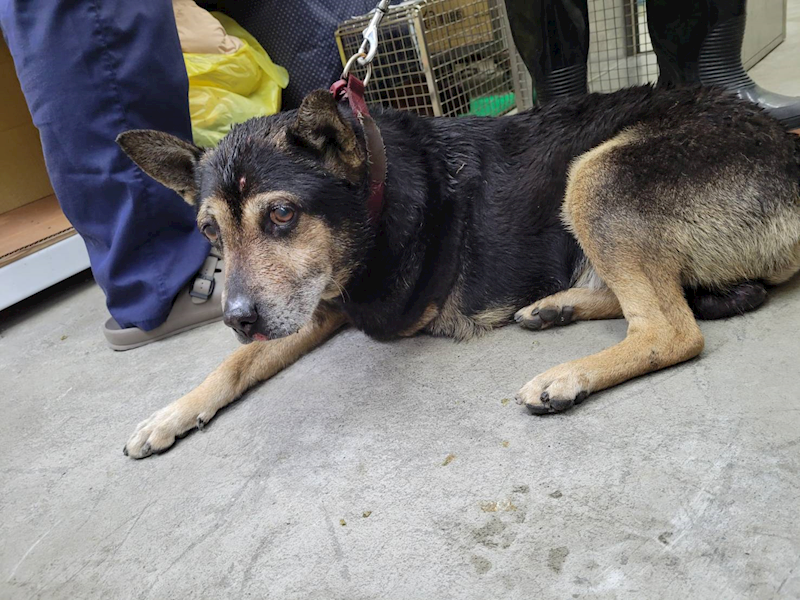 臺北市動物之家,編號:349321, 混種犬          