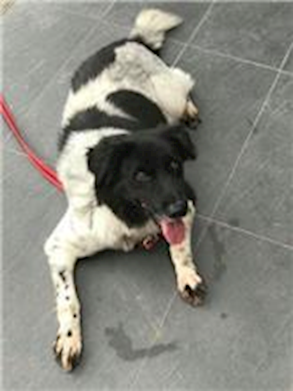 南投縣公立動物收容所,編號:28441, 混種犬          