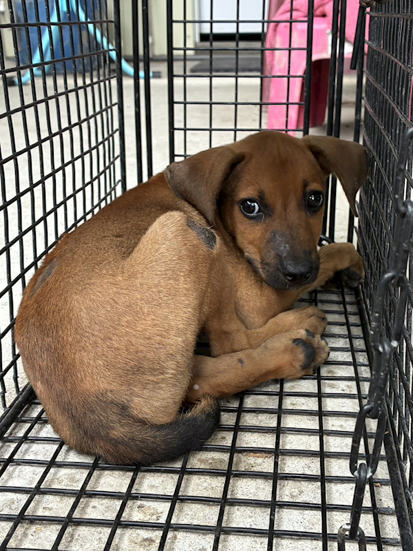 彰化縣流浪狗中途之家臨時收容所,編號:462140, 混種犬          