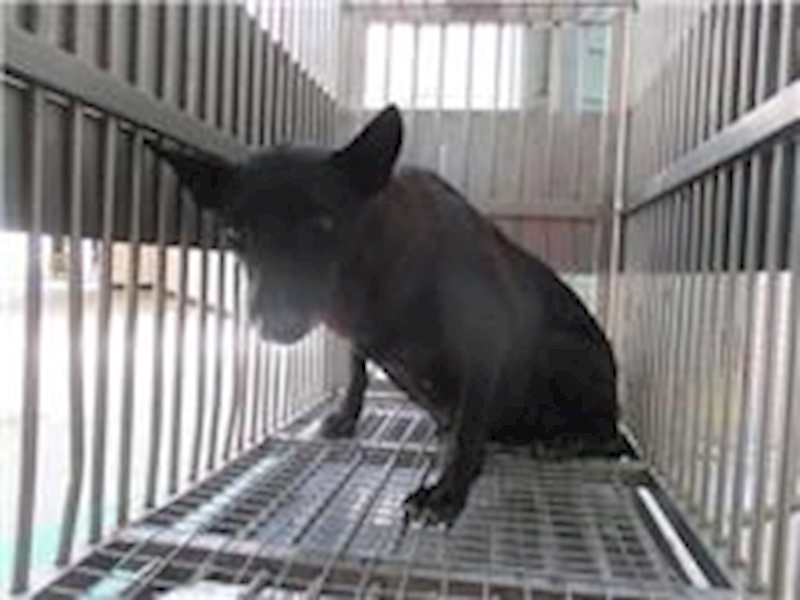 桃園市動物保護教育園區,編號:69382, 混種犬          