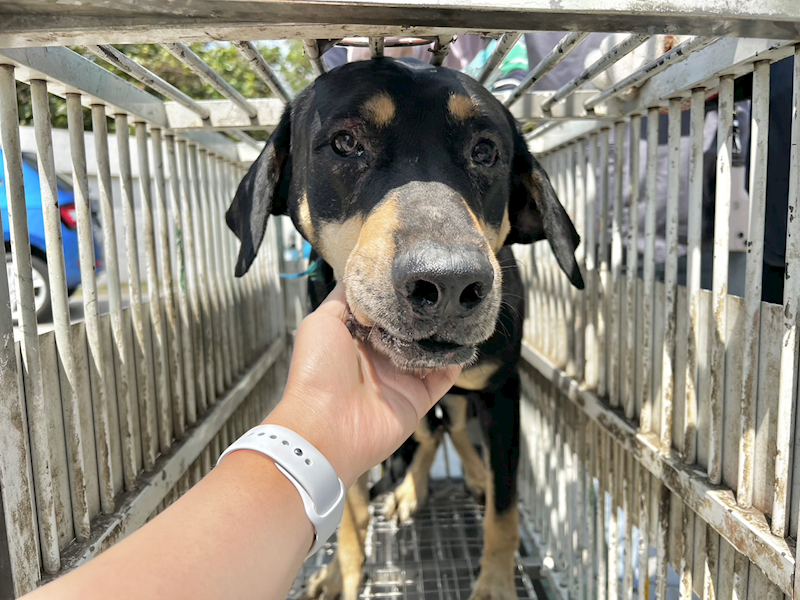 桃園市動物保護教育園區,編號:298376, 混種犬          