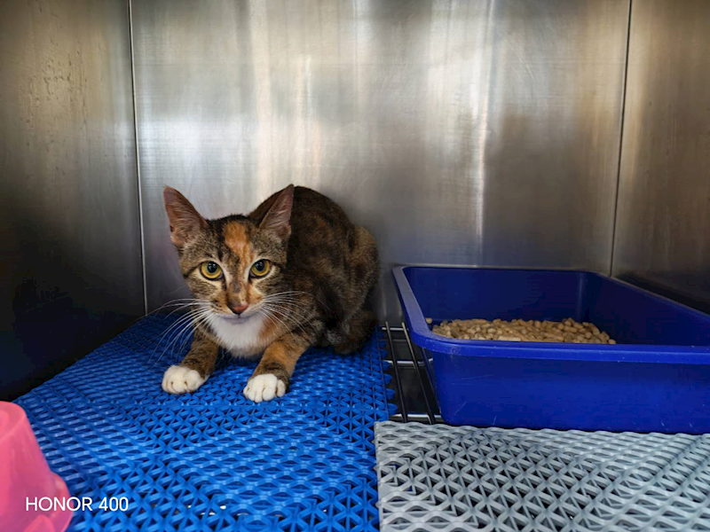 桃園市動物保護教育園區,編號:451539, 混種貓                 