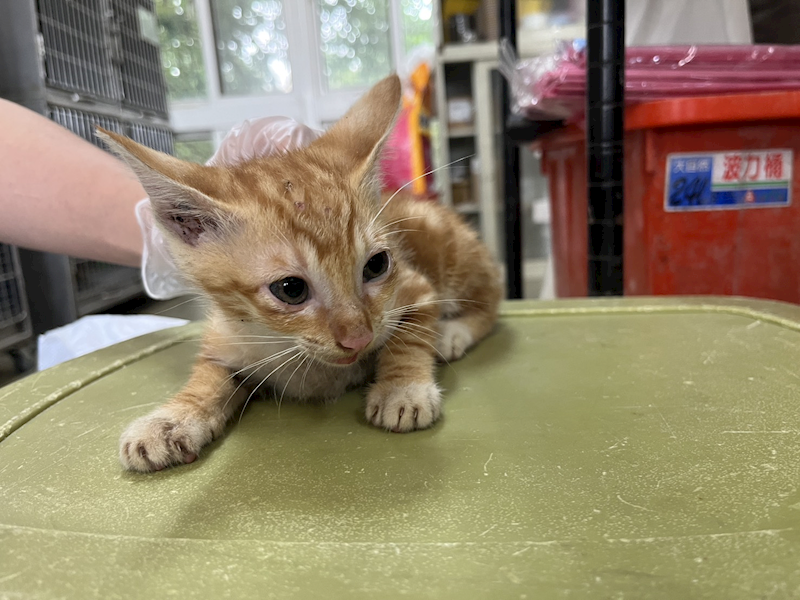 桃園市動物保護教育園區,編號:457782, 混種貓                 