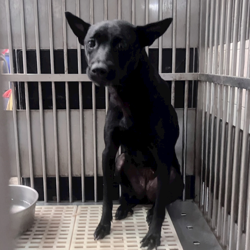 新北市新店區公立動物之家,編號:462216, 混種犬          