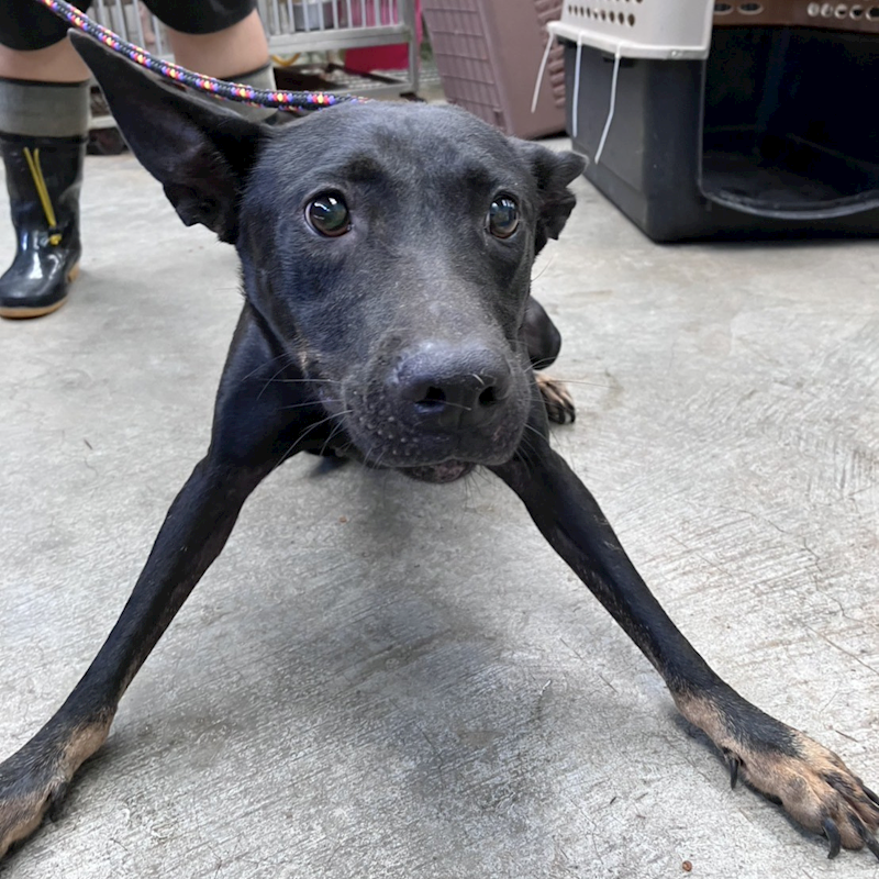 新北市新店區公立動物之家,編號:462214, 混種犬          