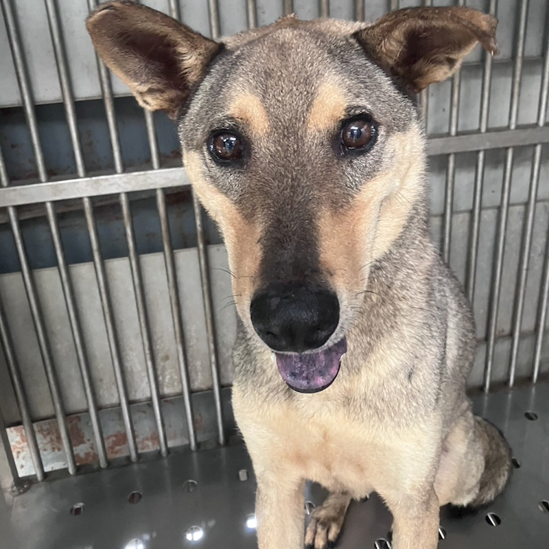 新北市新店區公立動物之家,編號:462206, 混種犬          