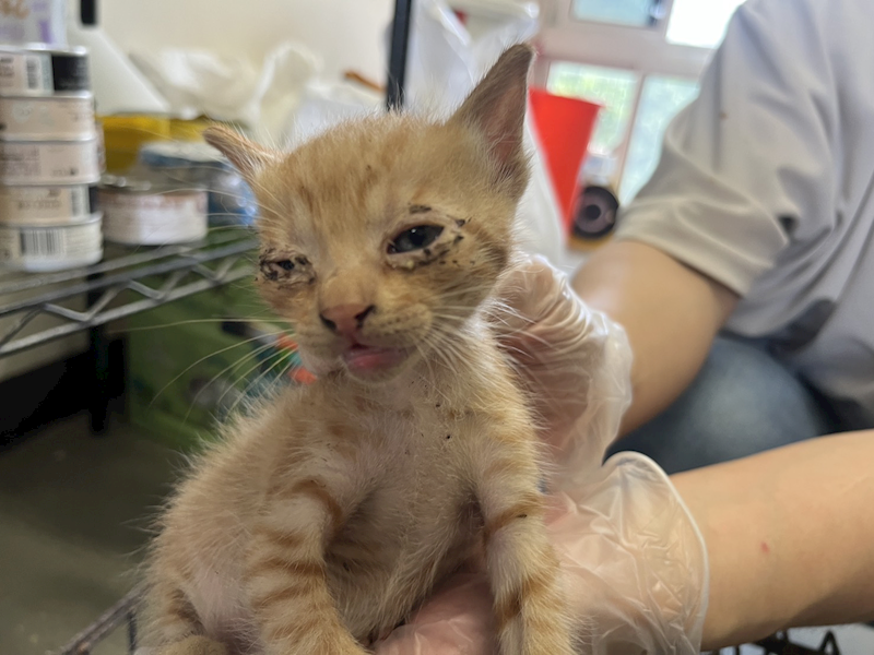 桃園市動物保護教育園區,編號:452459, 混種貓                 