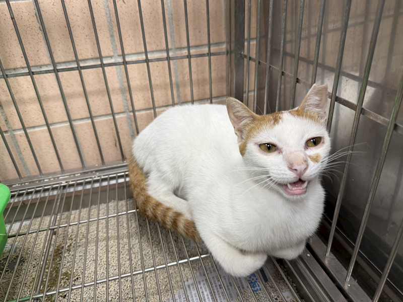 新北市淡水區公立動物之家,編號:462203, 混種貓                 