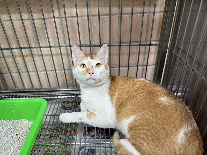 新北市淡水區公立動物之家,編號:462201, 混種貓                 