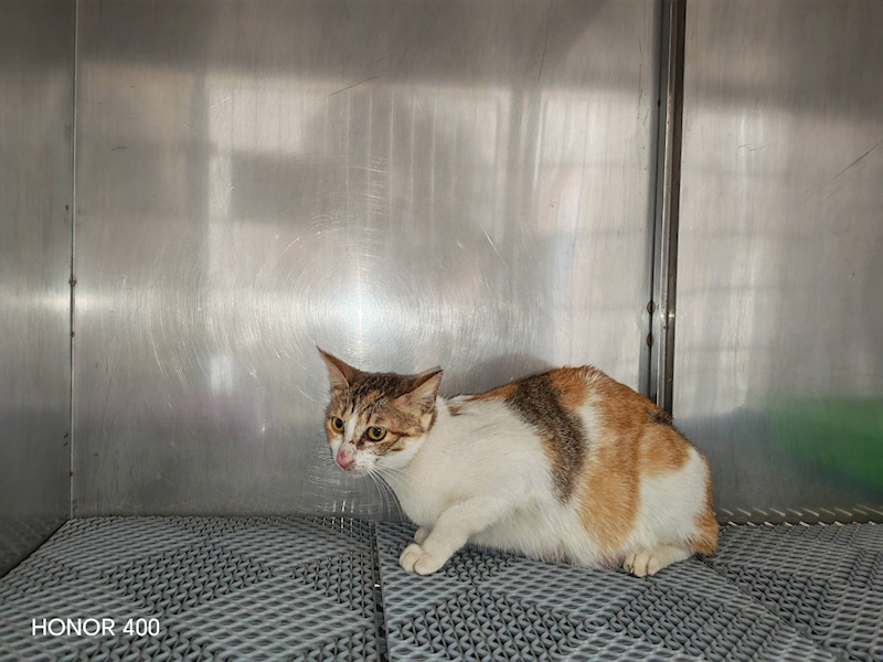 桃園市動物保護教育園區,編號:449984, 混種貓                 