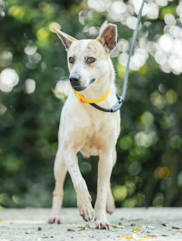 新北市五股區公立動物之家,編號:364076, 混種犬          