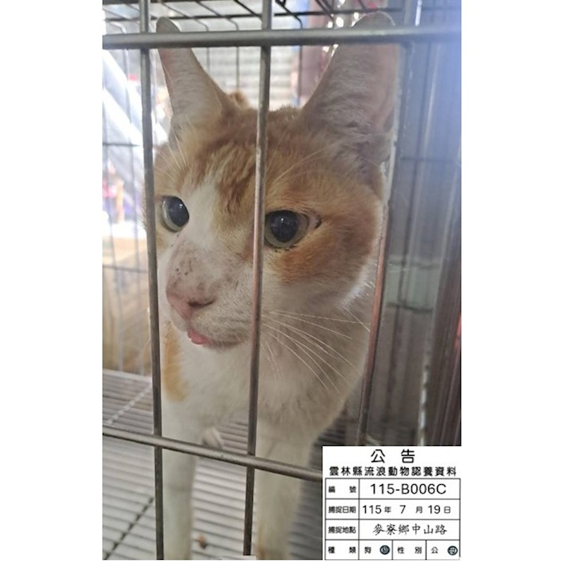 雲林縣流浪動物收容所,編號:461548, 混種貓                 
