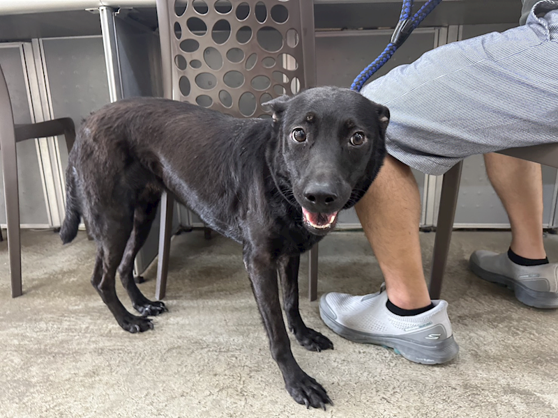 臺北市動物之家,編號:462173, 混種犬          