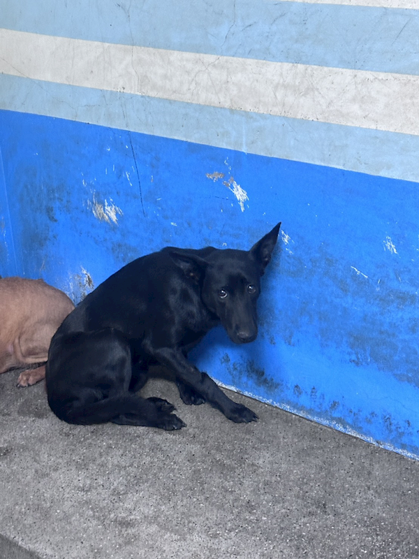 苗栗縣動物保護教育園區,編號:461405, 混種犬          