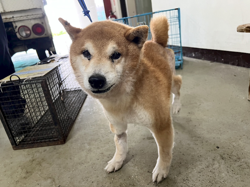 桃園市動物保護教育園區,編號:395637, 柴犬                  