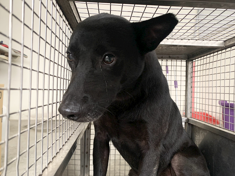 臺北市動物之家,編號:460686, 混種犬          