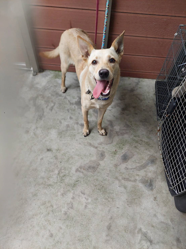 新北市五股區公立動物之家,編號:453819, 混種犬          