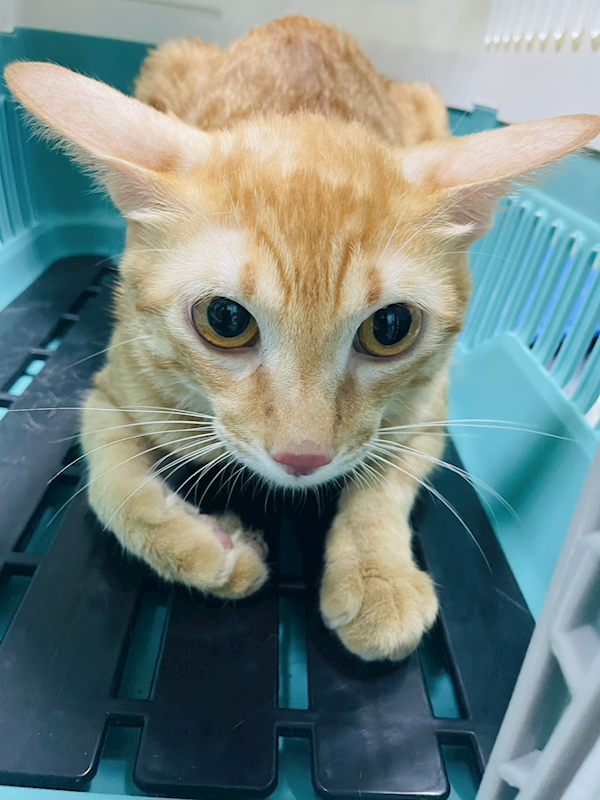 臺南市動物之家善化站,編號:461572, 混種貓                 
