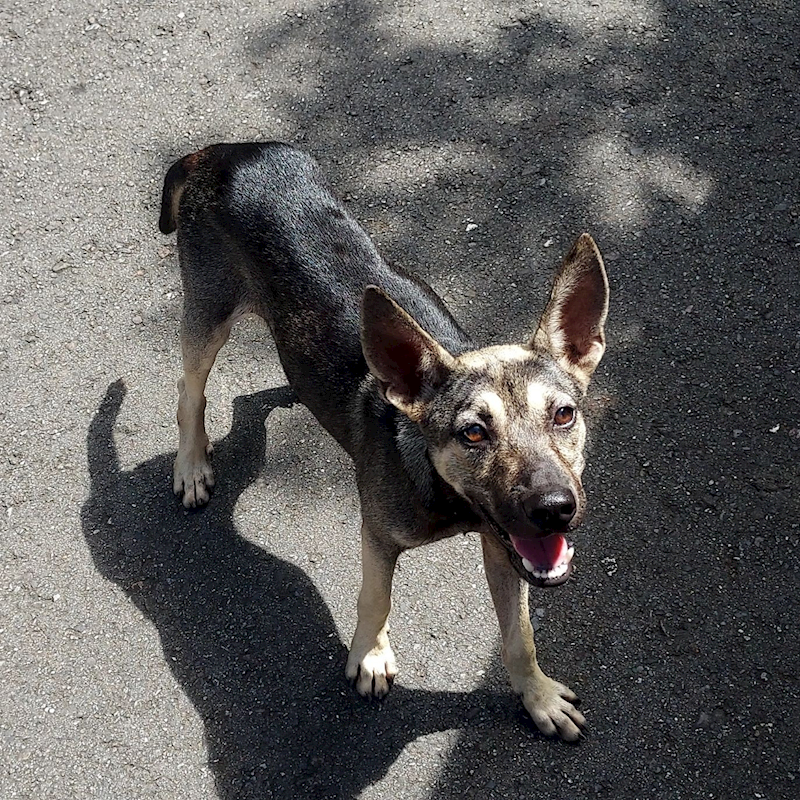 新北市新店區公立動物之家,編號:462291, 混種犬          