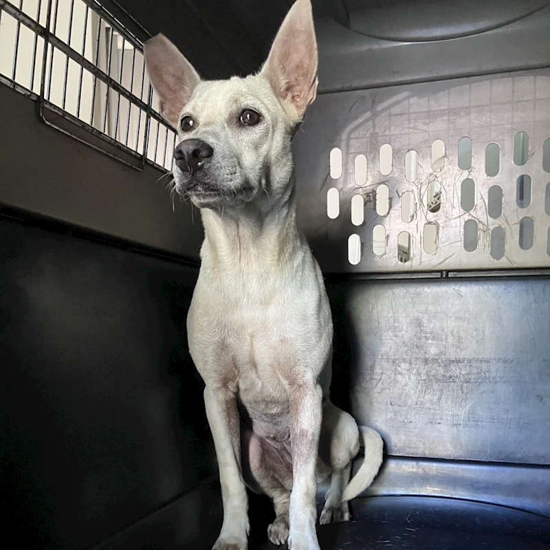 新北市新店區公立動物之家,編號:462280, 混種犬          