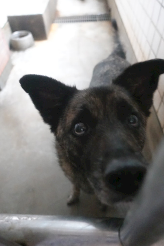 宜蘭縣流浪動物中途之家,編號:448645, 混種犬          