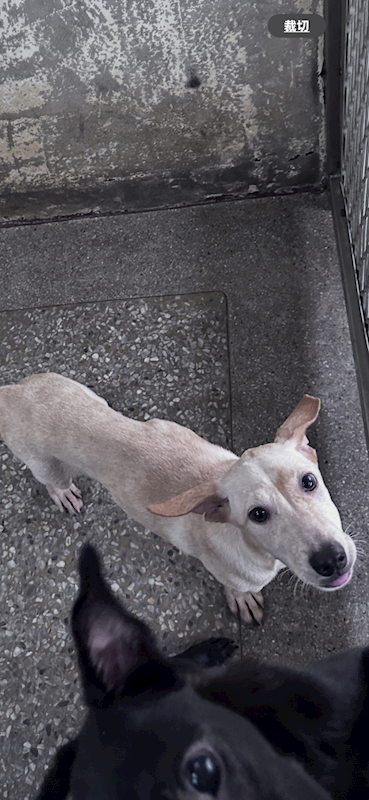 苗栗縣動物保護教育園區,編號:462271, 混種犬          