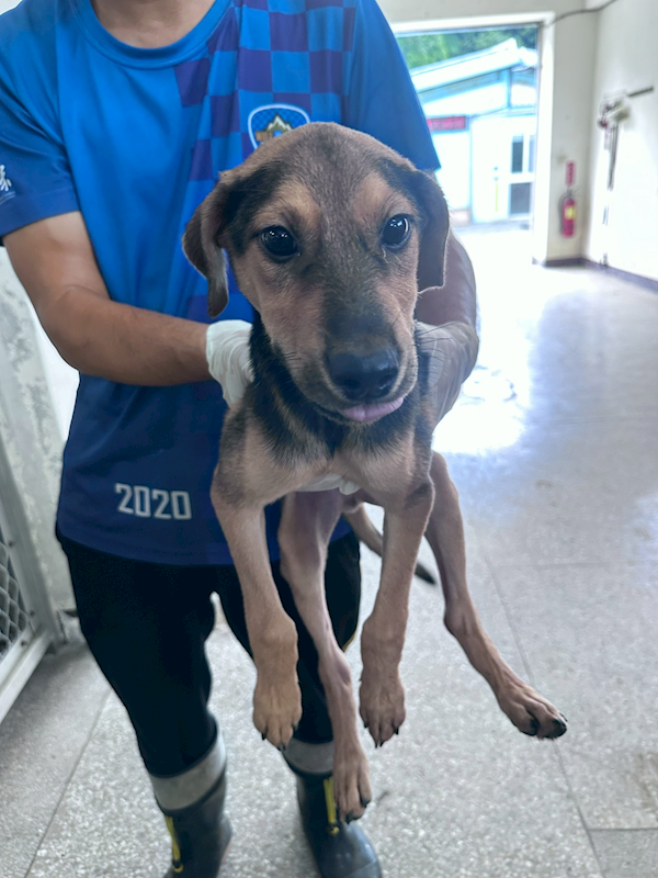 苗栗縣動物保護教育園區,編號:462270, 混種犬          