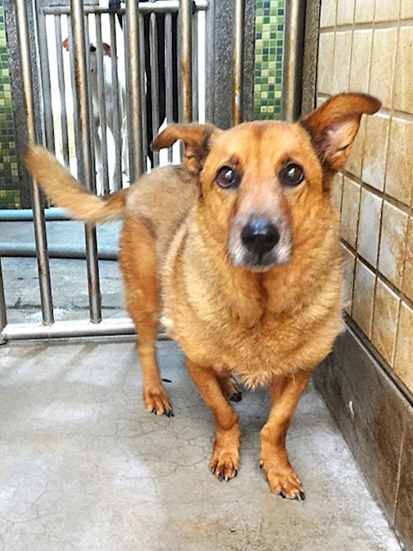 宜蘭縣流浪動物中途之家,編號:462269, 混種犬          
