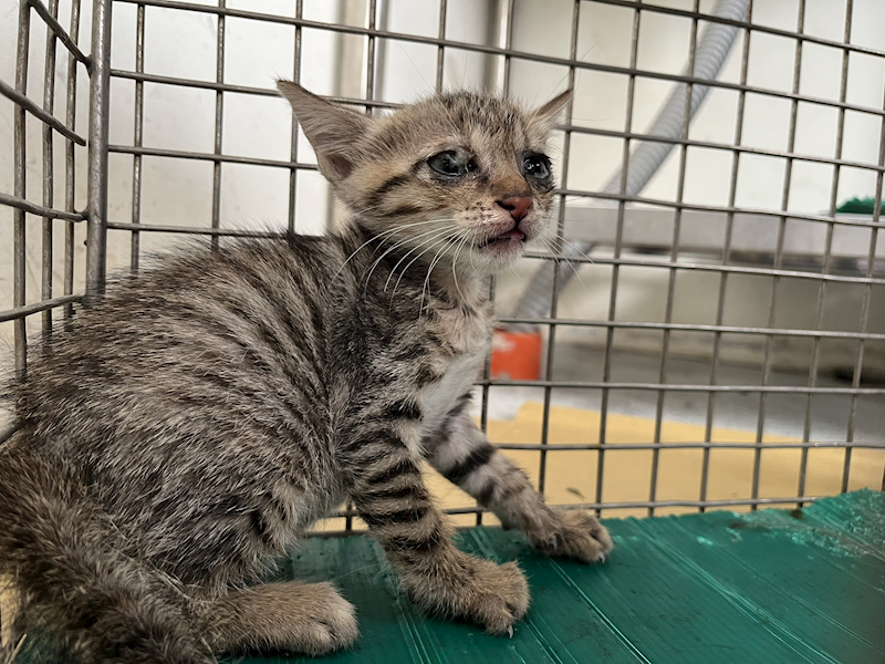 臺北市動物之家,編號:462263, 混種貓                 