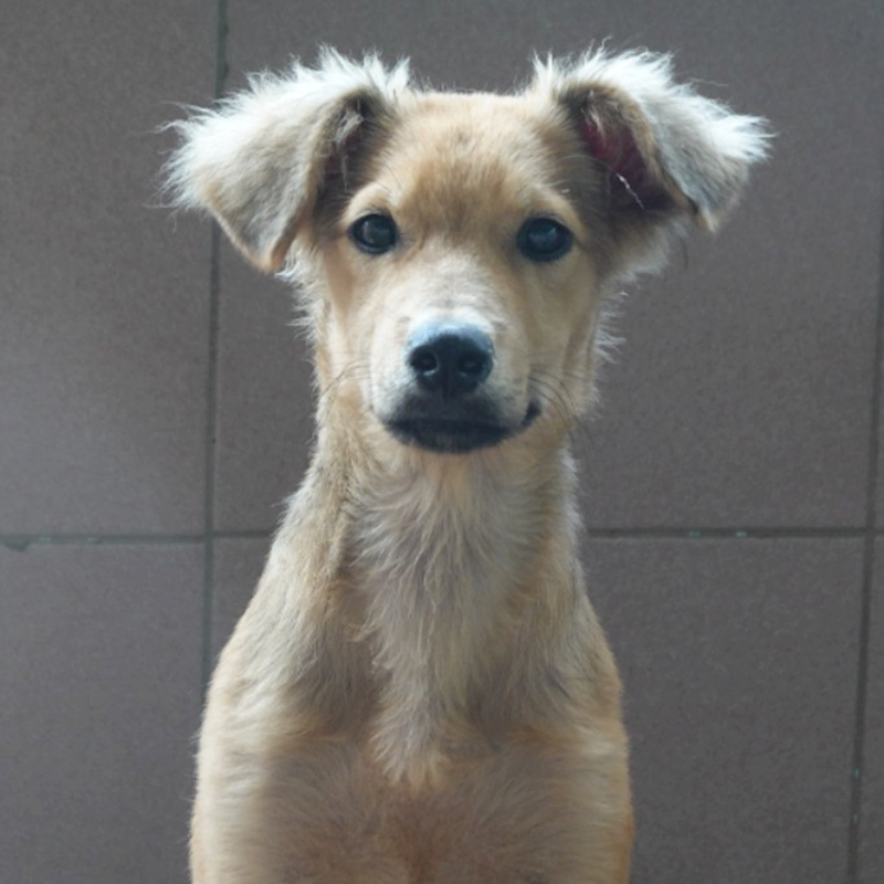 臺南市動物之家灣裡站,編號:448626, 混種犬          