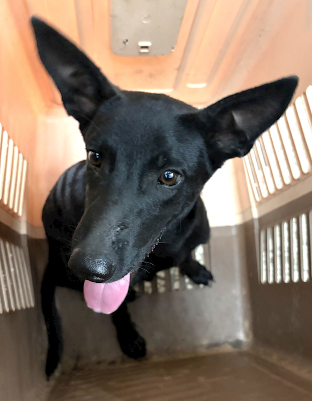 宜蘭縣流浪動物中途之家,編號:462355, 混種犬          