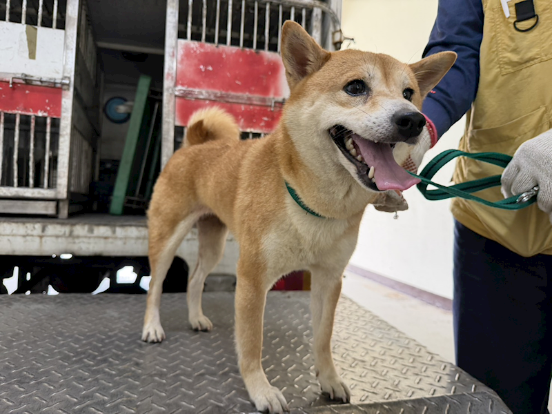 桃園市動物保護教育園區,編號:449368, 柴犬                  
