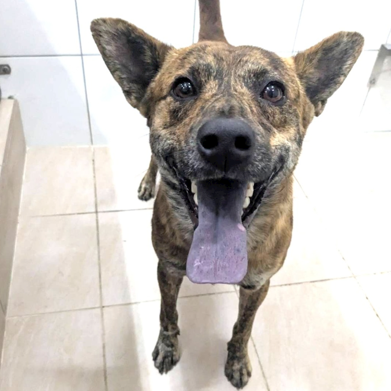 新竹縣動物保護教育園區,編號:461535, 混種犬          