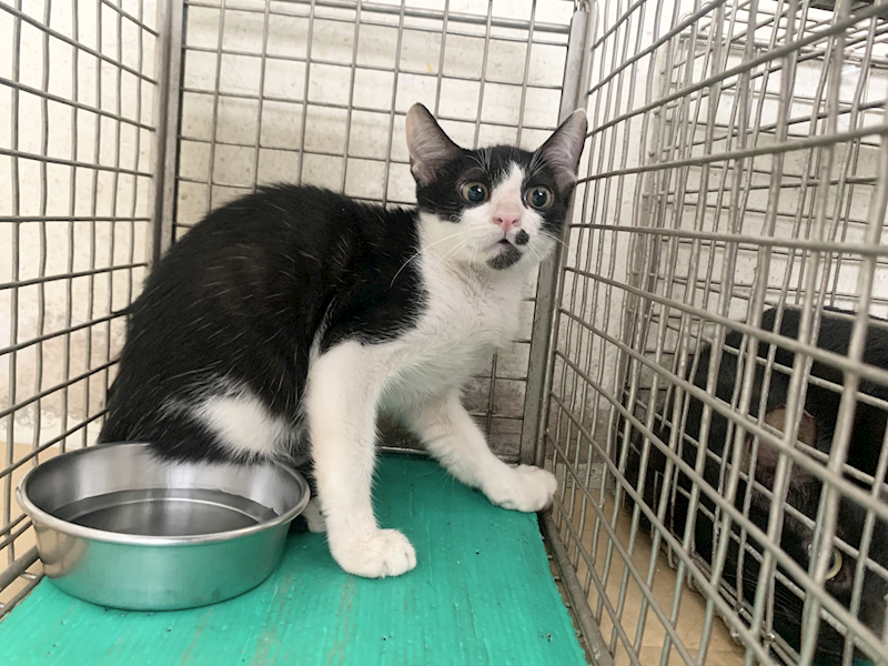 臺北市動物之家,編號:461515, 混種貓                 