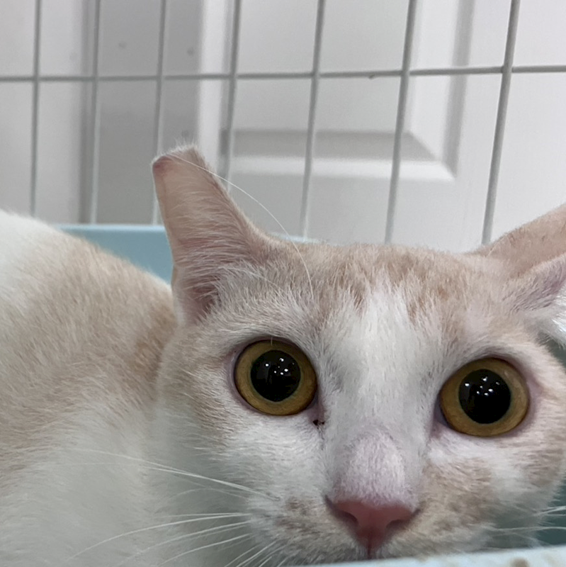 新北市新店區公立動物之家,編號:448510, 混種貓                 