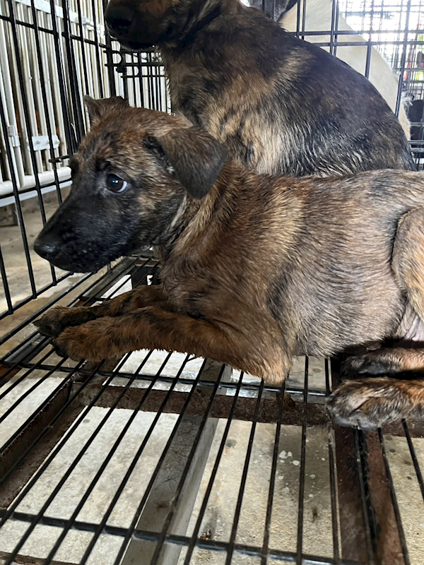 彰化縣流浪狗中途之家臨時收容所,編號:462492, 混種犬          