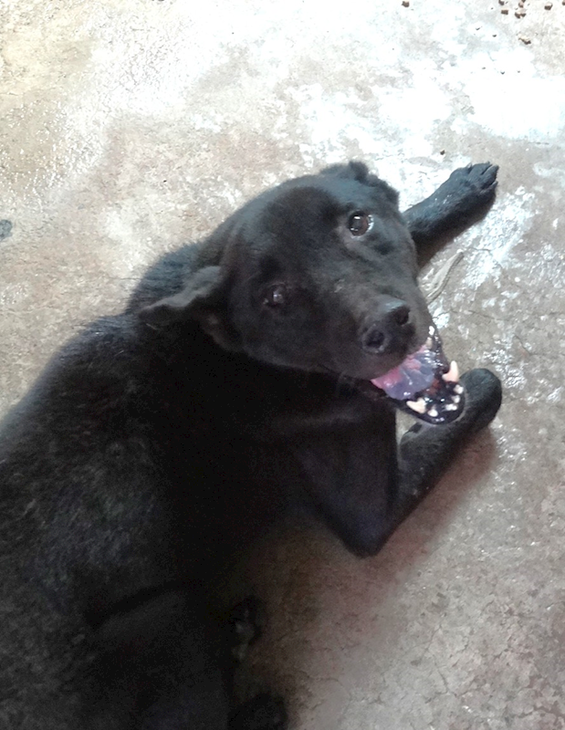 宜蘭縣流浪動物中途之家,編號:462488, 混種犬          