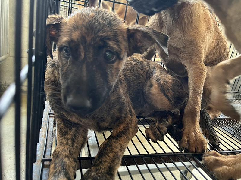 彰化縣流浪狗中途之家臨時收容所,編號:462489, 混種犬          