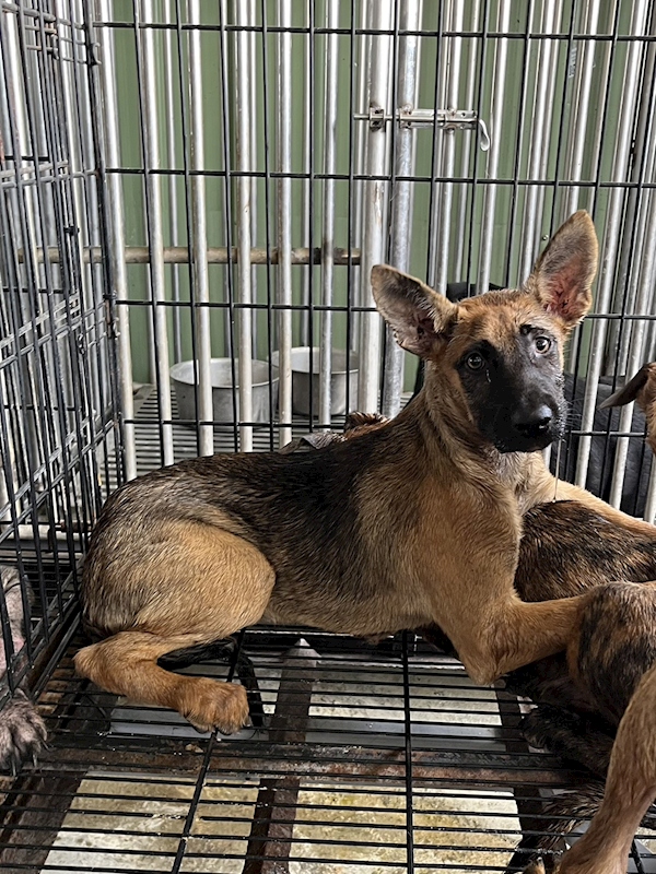 彰化縣流浪狗中途之家臨時收容所,編號:462486, 混種犬          