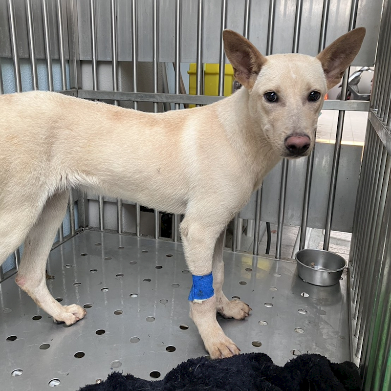 新北市新店區公立動物之家,編號:462439, 混種犬          