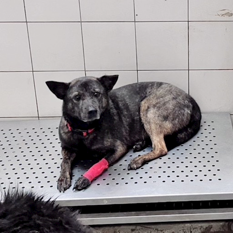 新北市新店區公立動物之家,編號:462414, 混種犬          
