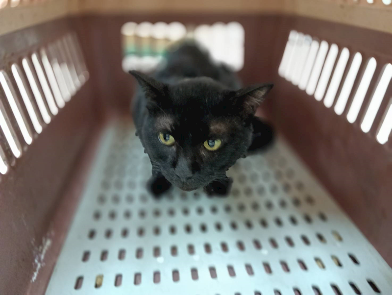 新竹市動物保護教育園區,編號:455313, 混種貓                 