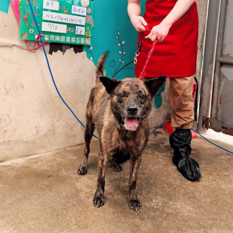 新北市新店區公立動物之家,編號:462408, 混種犬          