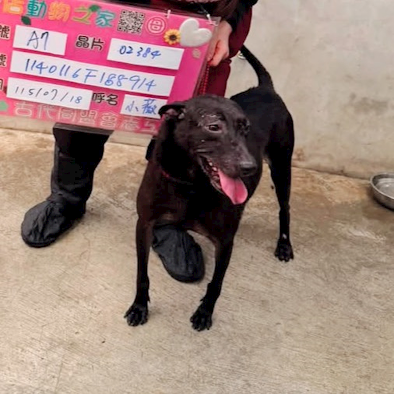 新北市新店區公立動物之家,編號:462407, 混種犬          