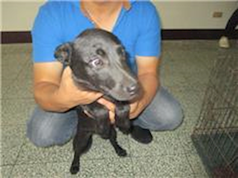 桃園市動物保護教育園區,編號:98701, 混種犬          