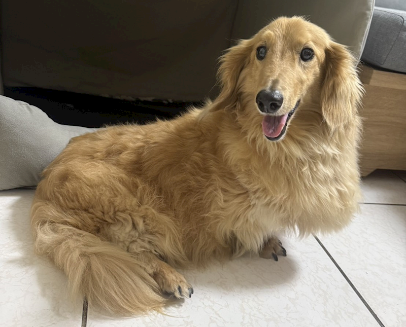 桃園市動物保護教育園區,編號:455949, 臘腸犬
