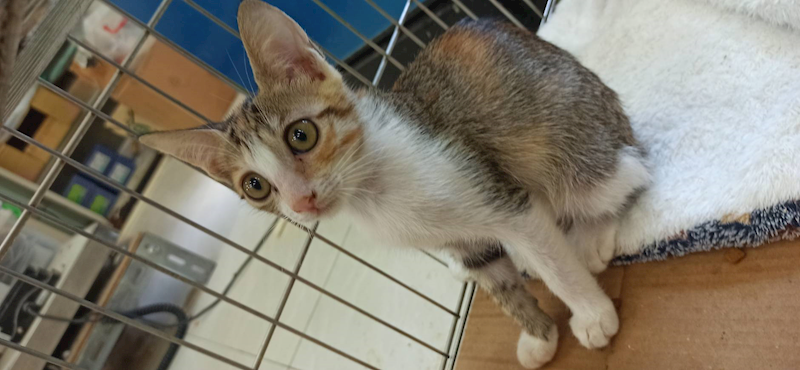 金門縣動物收容中心,編號:462504, 混種貓                 