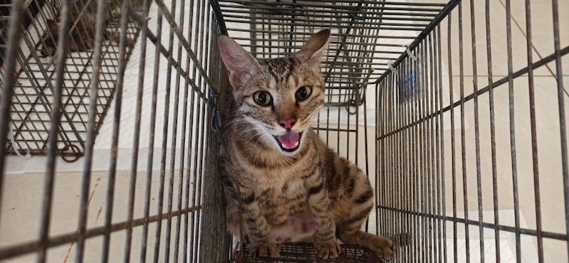 金門縣動物收容中心,編號:462503, 混種貓                 
