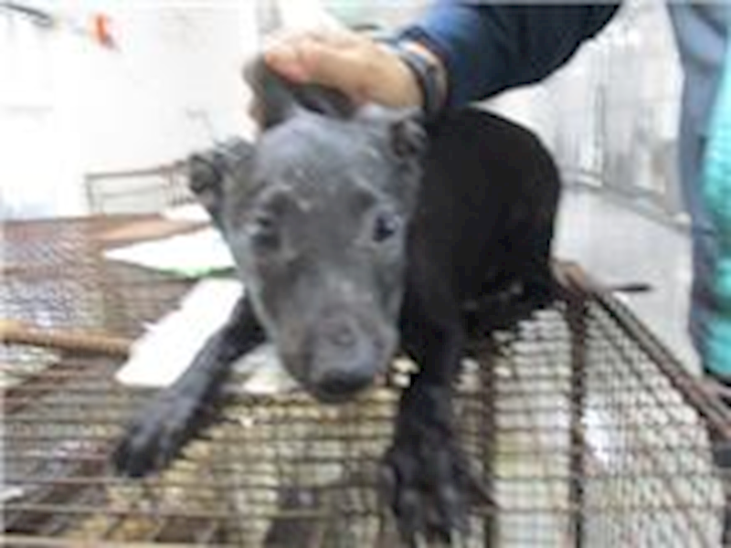 桃園市動物保護教育園區,編號:126840, 混種犬          